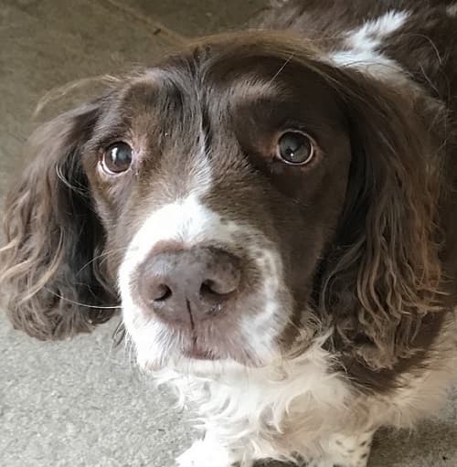 Bracken Springer & Tia Labrador-X — Unknown