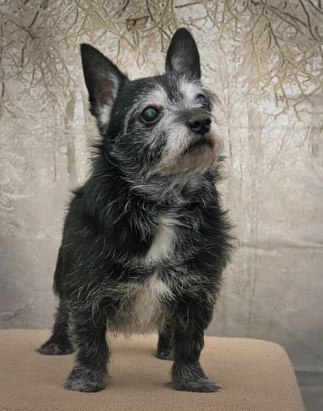 Fabulous little Frank! — Unknown