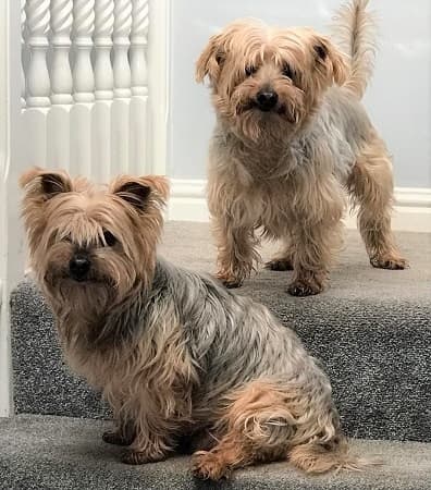 Dino and Odie — Unknown