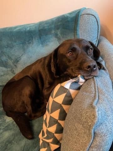 Marley and his irresistible saucer eyes! — Unknown