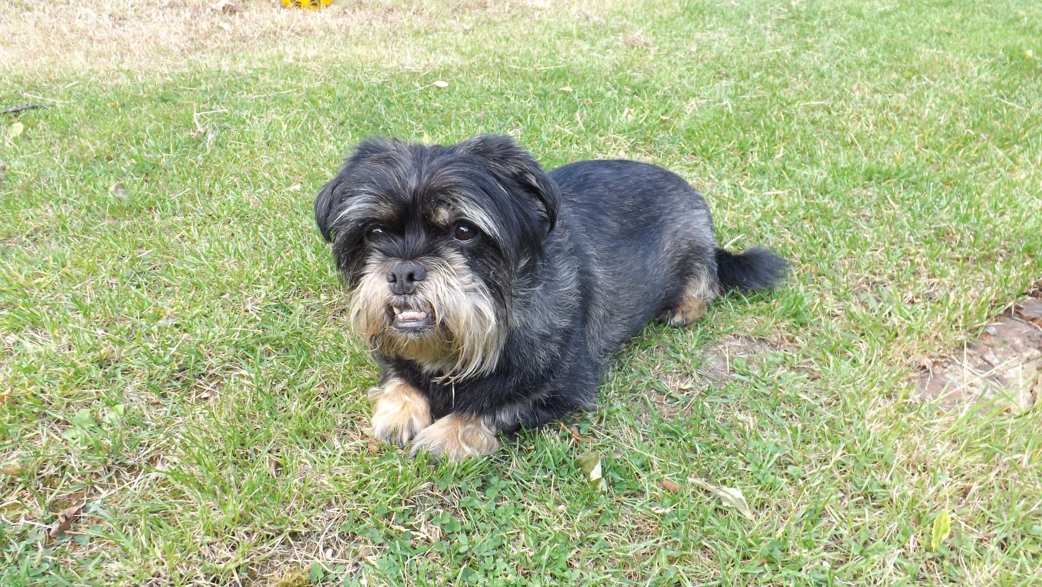 Toy Loving Pugsy — Unknown