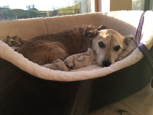 Companionable Alfie! — Unknown