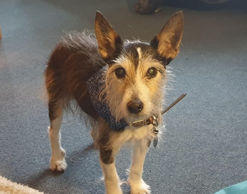 Cuddly Scamp — Unknown