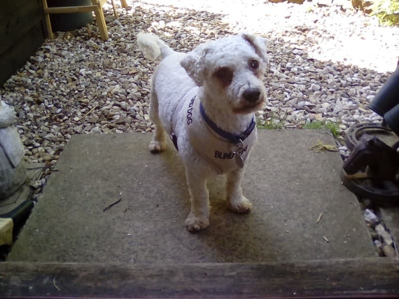 Enthusiastic Brodie — Unknown