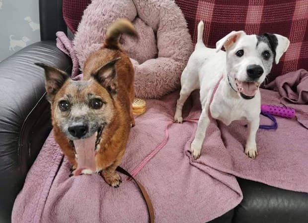 Toby & Archie — Unknown