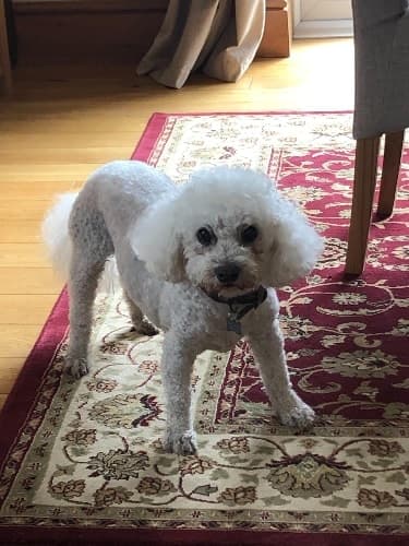 Alfie, effortlessly breaking rules in Lincolnshire! — Unknown