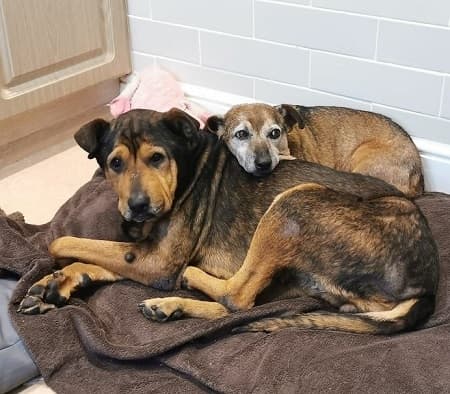 Phoebe and Freddy — Unknown