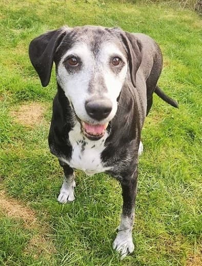 Fun-loving Lacey! — Unknown