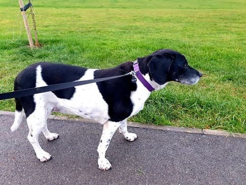 Skye’s already one of the family! — Unknown