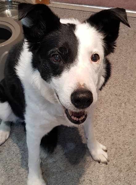 Pretty, smiling Spot! — Unknown