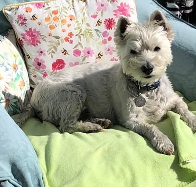 Loveable Lucy — Unknown