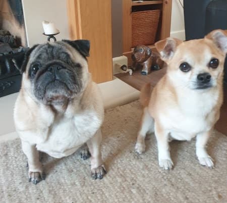 Olive & Archie, now photographic models! — Unknown