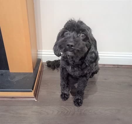 Cute and cuddly Bluebell! — Unknown