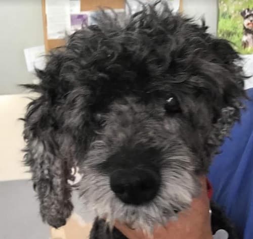 Poodley Pearl – punctuality required! — Unknown