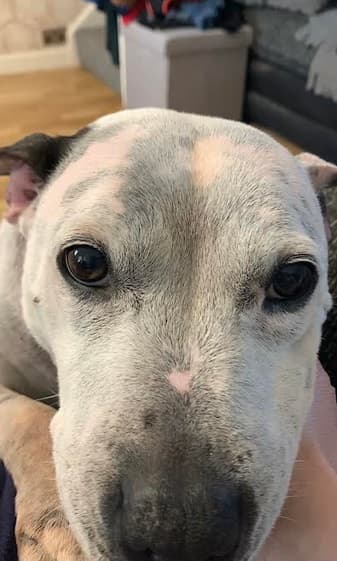 Tehya – “The Duchess”! — Unknown