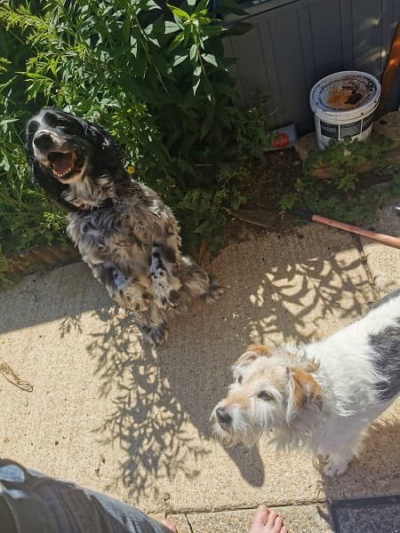 Badger & Cheeky! — Unknown