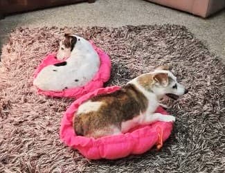 Tiger & Lily — Unknown