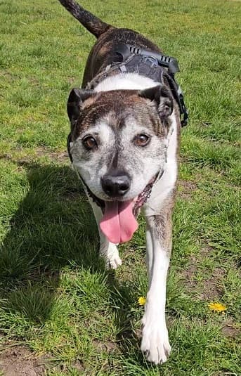 Easy-going Alfie! — Unknown