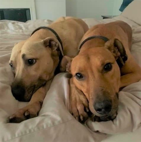 Scoobie & Yogie, Rescue Remedies, Surrey) — Unknown