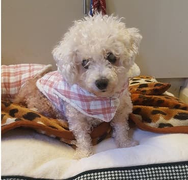 Shy Rosie — Unknown