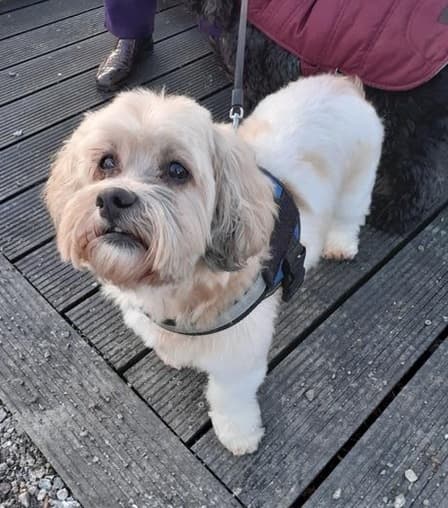 Winsome Winston, country companion! — Unknown