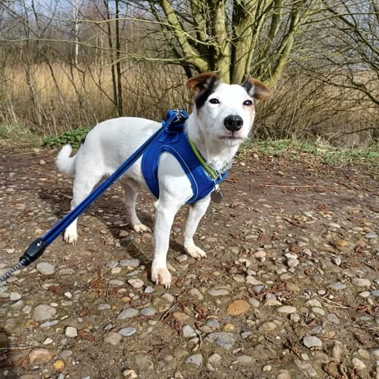 Ricky, our little Mr Reliable! — Unknown