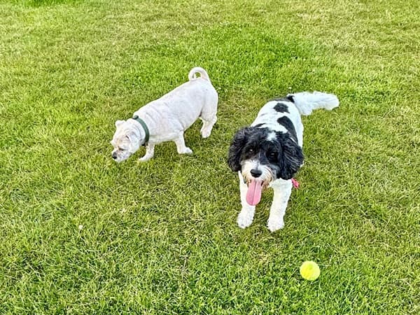 Zoe & Luan — Unknown