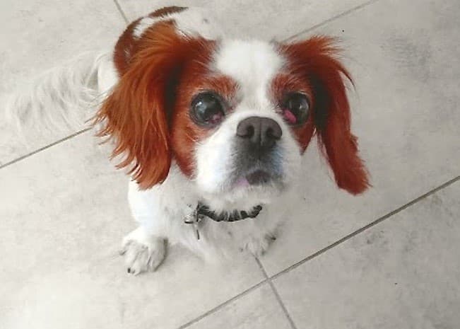 Bella the helpful Cavalier! — Unknown