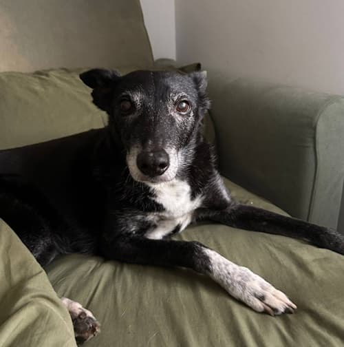 Calm, sweet Christie! — Unknown