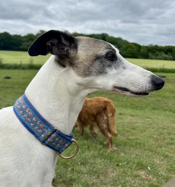 Barney Rubble — Unknown