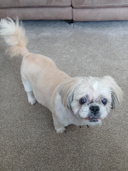 Sweet-natured Suzie Shih Tzu — Unknown