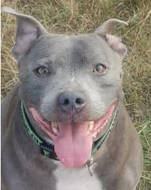 Darling Dexter — Unknown