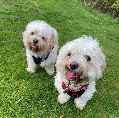 Curly Cuties – George & Charlie — Unknown