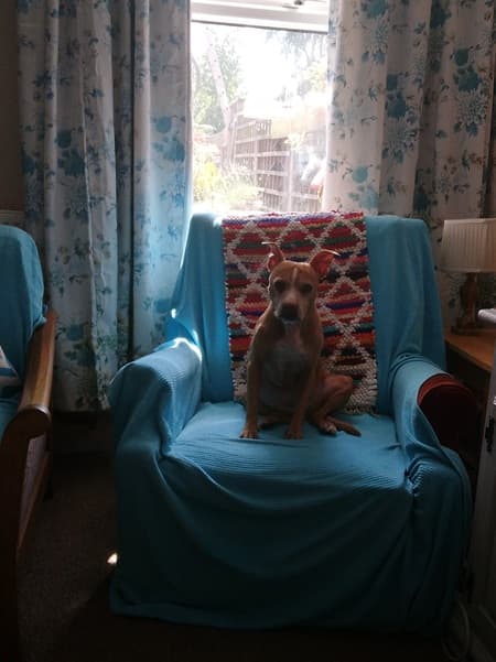 Belle, a perfect pocket-rocket! — Unknown