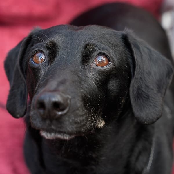 Cutie Lucy Dachshund! — Unknown