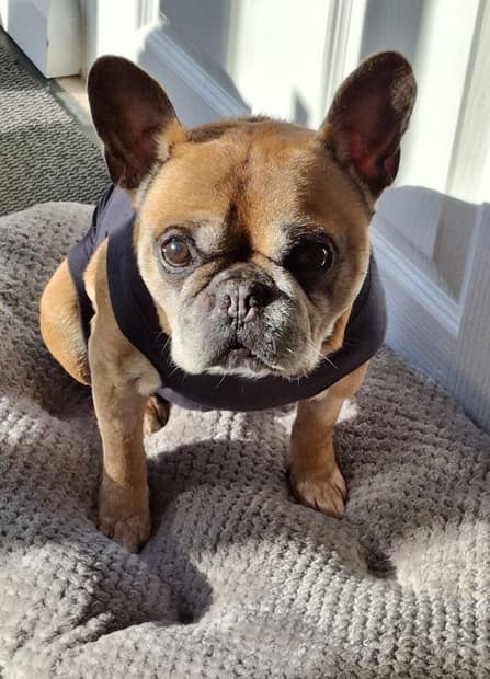 Bentley the Frenchie! — Unknown