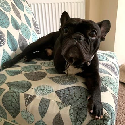 Joey the Frenchie! — Unknown